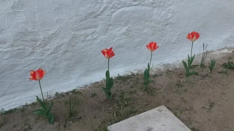 Tulips Vidéo 132676235
