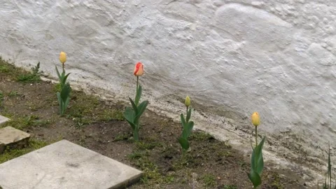 Tulips Vidéo 132677998