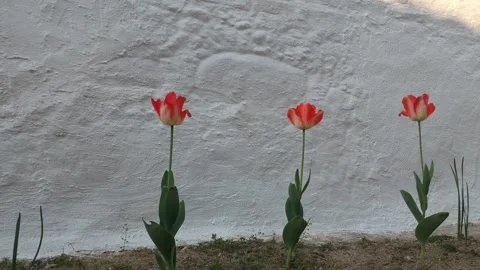 Tulips Stock Footage
