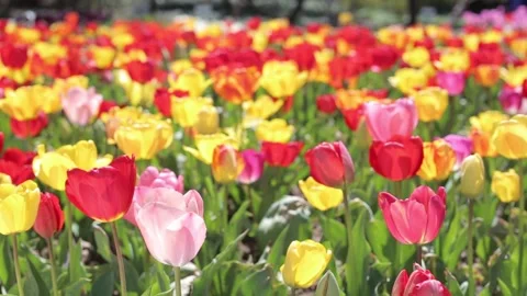 Tulips Stock Footage 153851399
