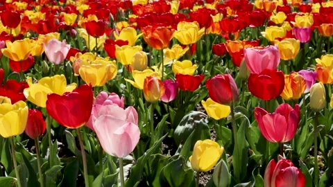 Tulips Stock Footage 154139886