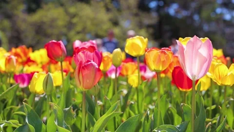 Tulips Stock Footage 154139898