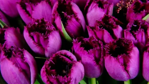 Tulips Video stock 165568563