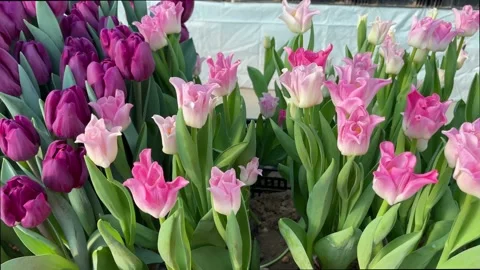 Tulips Stock Footage 171835484