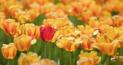 Tulips Stock Footage 172408418