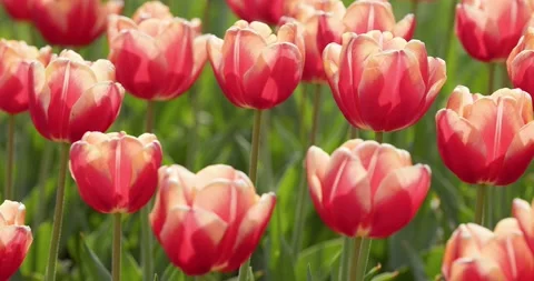 Tulips Stock Footage 172408419