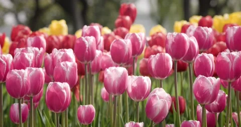Tulips Stock Footage 172408442