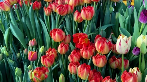 Tulips Stock Footage 172578754