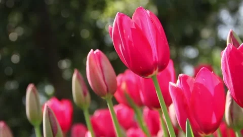 Tulips 스톡 동영상 196069057