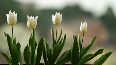 Tulips Stock Footage 258771276