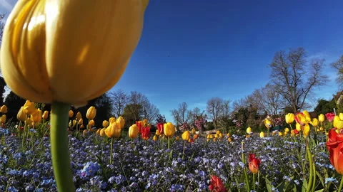 Tulips. Stock Footage 271625274