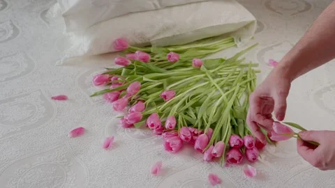 Tulips Stock Footage 304156190