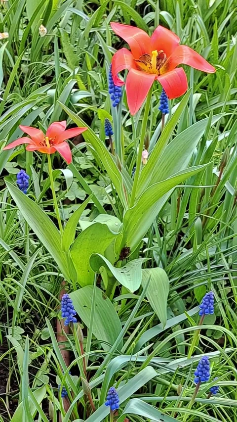 Tulips 스톡 동영상 308934910