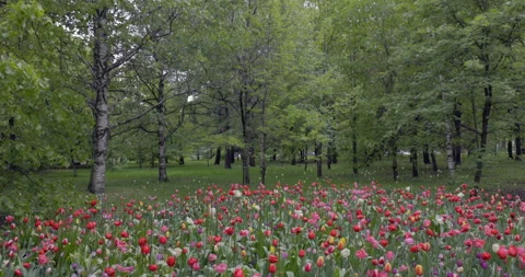 Tulips forest Stock Footage 195700498
