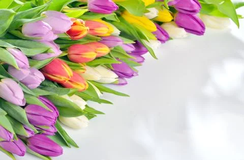 Tulips frame on white Stock Photos