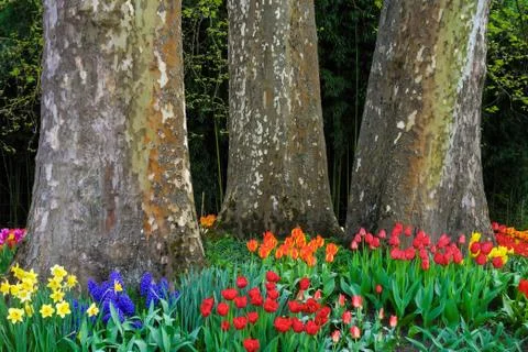 Tulips in front of three huge trees in Spring. Stock Photos