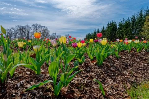 Tulips in full bloom in a field Stock Photos
