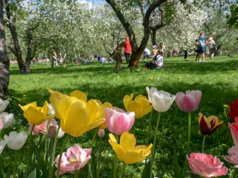 Tulips in full bloom in the garden in the spring Stock Photos