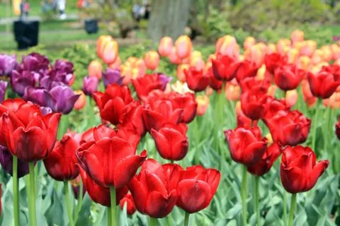 Tulips in Full Bloom Stock Photos