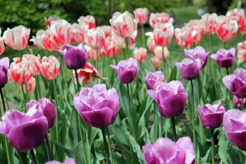 Tulips in Full Bloom Stock Photos
