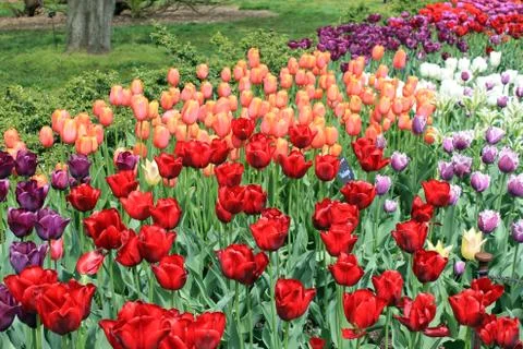 Tulips in Full Bloom Stock Photos