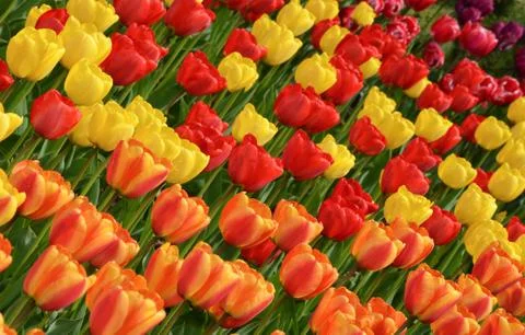 Tulips in full glory Stock Photos