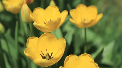 Tulips Full HD Stock Footage 22678843