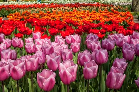 Tulips galore Stock Photos