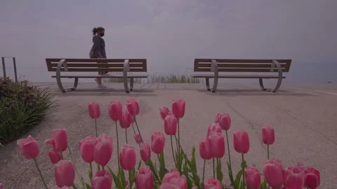 Tulips on Garda Lake Stock Footage 154111647