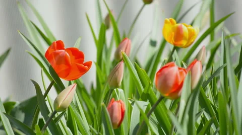 Tulips in garden Stock Footage 55632841