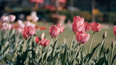 Tulips in the garden Video stock 74334426