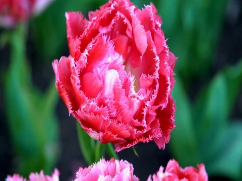 Tulips in the garden Video stock 75418582