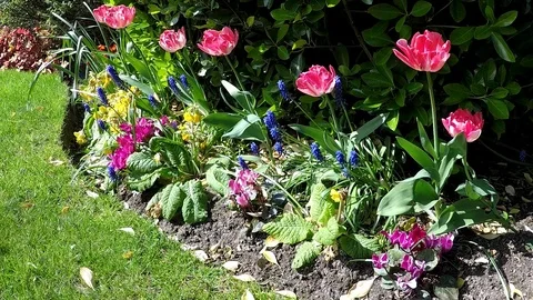 Tulips in a garden Stock Footage 77887748