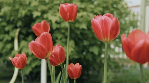 Tulips in the garden. Video stock 92519798