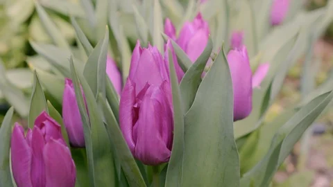 Tulips in a garden Stock Footage 129237753