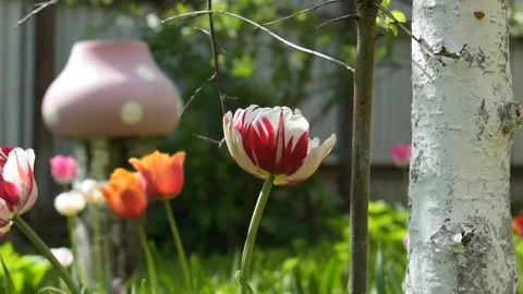 Tulips in the garden Video stock 138501274