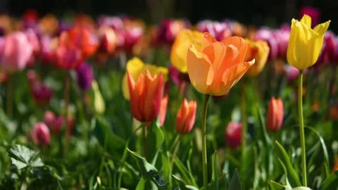 Tulips garden multicolored close-up in the wind Stock Footage 168865940