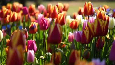 Tulips garden multicolored close-up in the wind Stock Footage 168865995