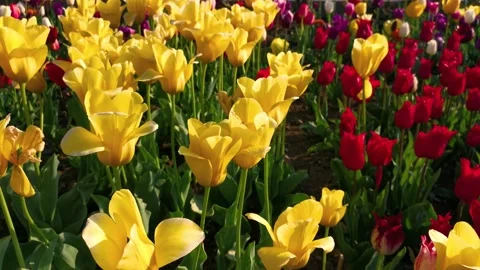 Tulips garden multicolored close-up in the wind. 動画素材 172127190
