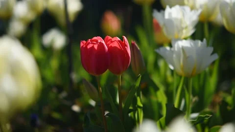 Tulips garden multicolored close-up in the wind. 動画素材 185402467