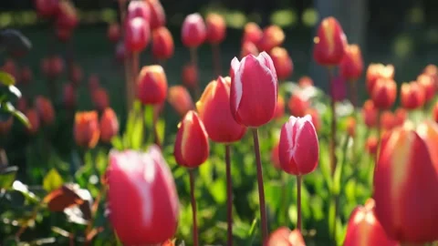 Tulips garden multicolored close-up in the wind. Stock Footage 185403862