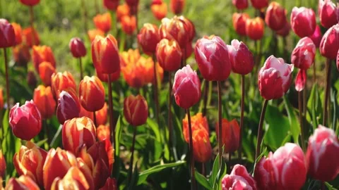 Tulips garden multicolored close-up in the wind Video stock 220598615