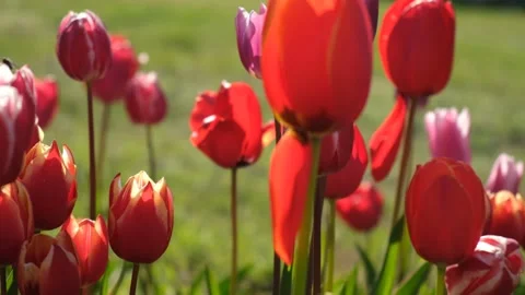 Tulips garden multicolored close-up in the wind. Video stock 220598690