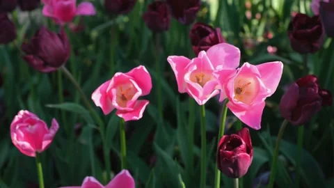 Tulips garden multicolored close-up in the wind Stock Footage 234039067