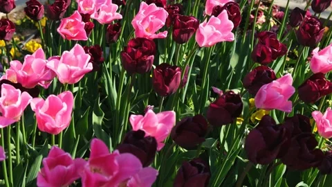 Tulips garden multicolored close-up in the wind Stock Footage 234039073