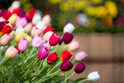 Tulips in garden Stock Photos