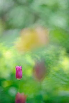 Tulips in the garden 스톡 사진