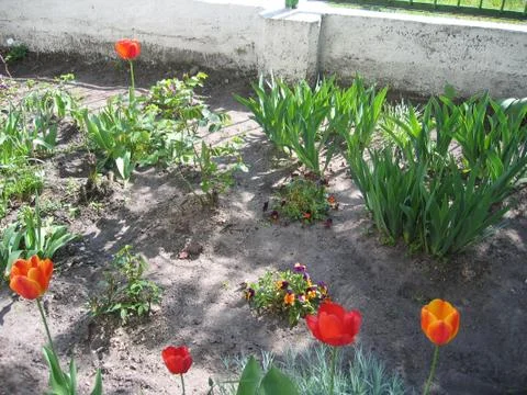 Tulips in the garden Stock Photos
