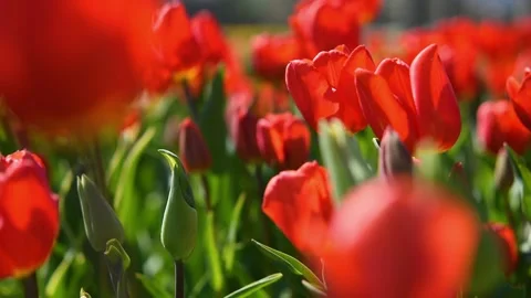Tulips garden red close-up in the wind. Stock-Footage 157804329