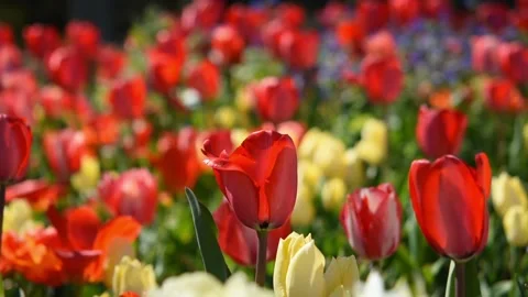 Tulips garden red close-up in the wind Stock Footage 168830177